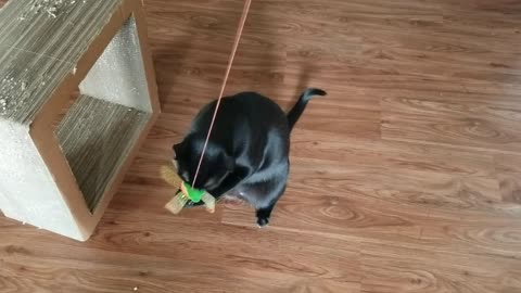 20240830 111623 Tux Playing with NEW Flying Bug Toy -- First Assault!