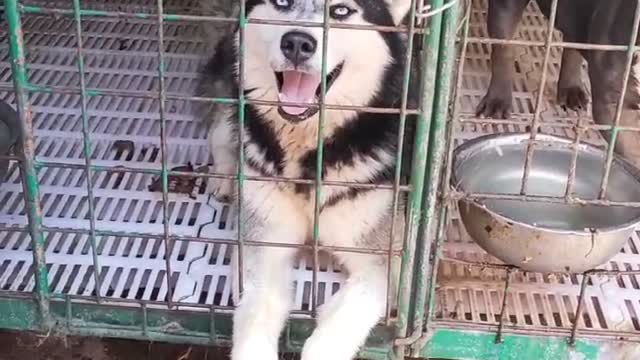 dog with blue eyes