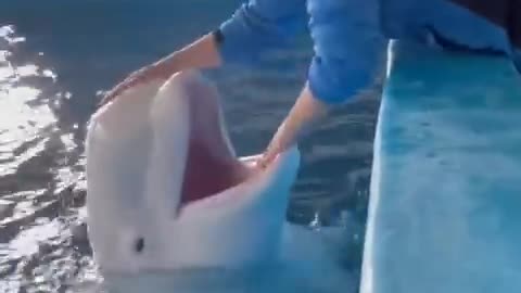 Dolphin friends kiss