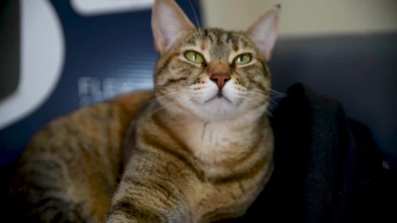 Cute cat
