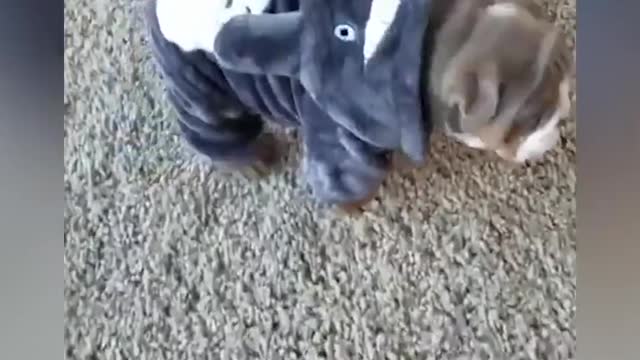 Best Cute English Bulldog Puppies - Funny and Cute English Bulldog Compilation #1 | Dogs Awesome