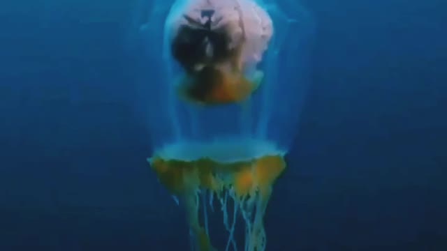 Animal best video octopus colour video in satisfying World best video.