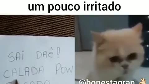 Eles já falam