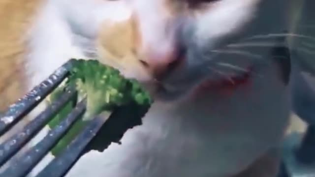 Cat mmmmmm