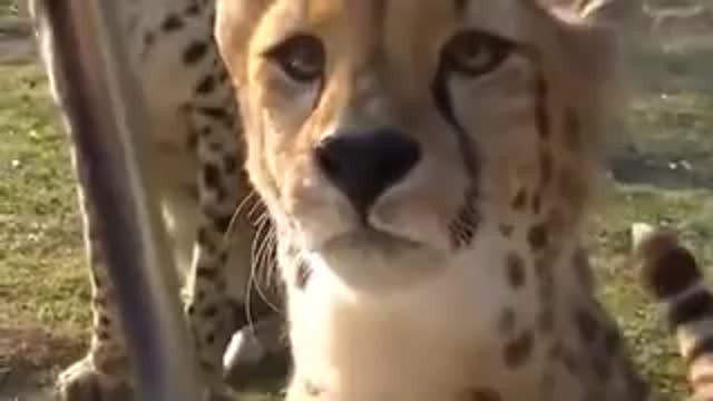 A Cheetah Roaring Meow