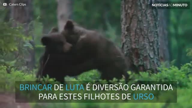 Ataque de fofura! Filhotes adoráveis de urso brincam de lutinha