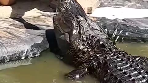 Can Alligators be Trained #shorts #shortsvideo