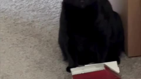 Adopting a Cat from a Shelter Vlog - Cute Precious Piper Inspects the Boxes for Recycling #shorts