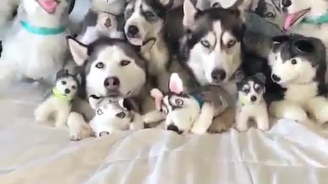Do you recognize me among so many dolls?