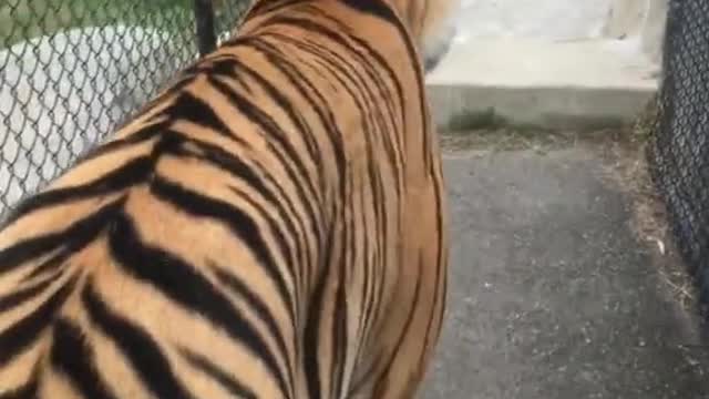 tiger#wow#beautiful#endangeredspecies#animallover