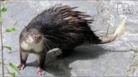 Indian Crested Porcupine