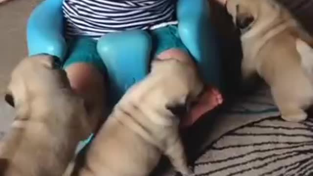 Baby has adorable reaction to new puppy addition