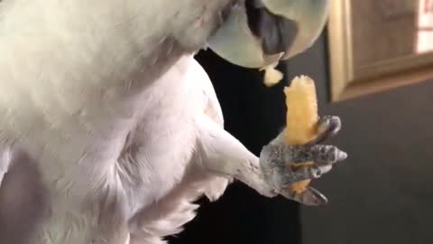 Gizmo the cockatoo enjoys french fry