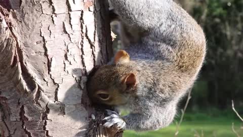 An animal that feels happy is very beautiful