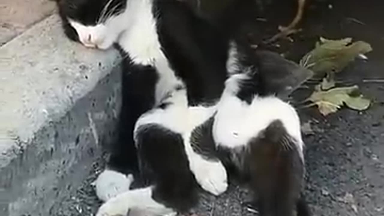 Funny Animal Videos Best Dogs And Cats Videos 😺