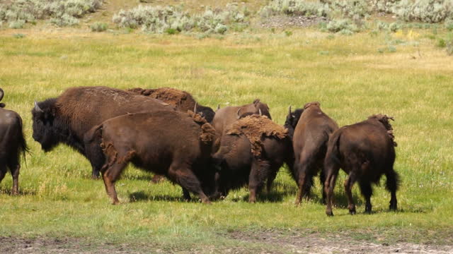 Bison Battle in Yellowstone
