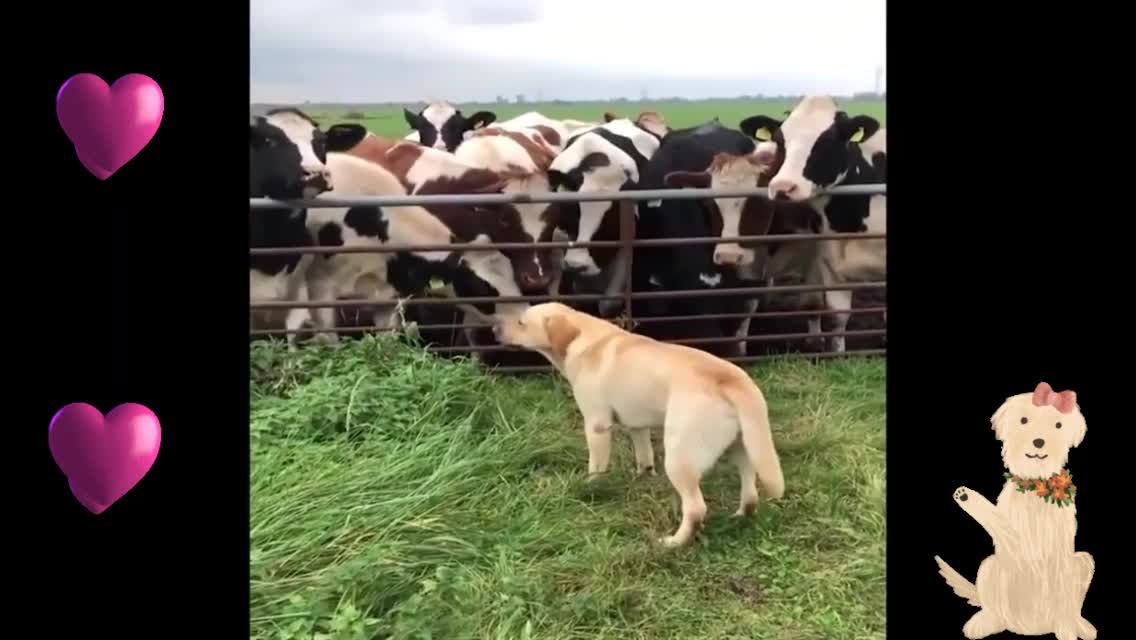 Animais Engraçados Fofos 😹😻