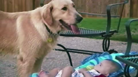 Cute Dogs And Adorable Babies_ Compilation