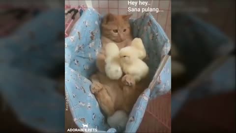 Funny videos of cat and dogs