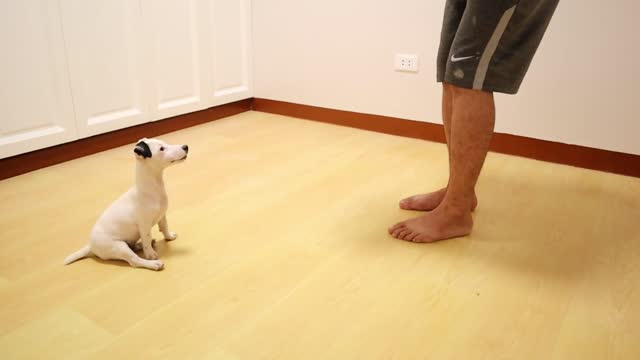 HOW TO TRAIN A PUPPY