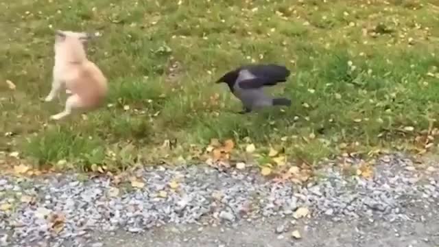 Funny dog and crow fight video 🤣