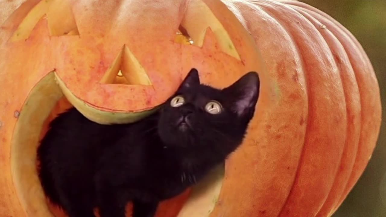 Halloween Black Cat with Pumpkin