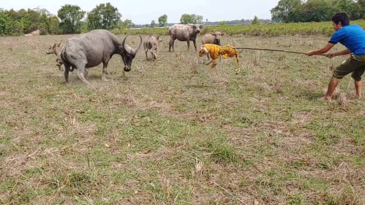 Best ever Fake Tiger Prank Buffalo!!! Try To Stop Laugh Pranks 2021