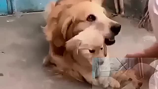 Mother dog protecting treasure