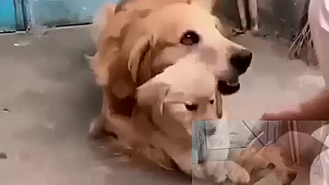 Mother dog protecting treasure