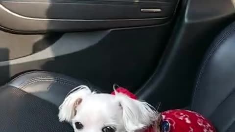 Only in the car Anxious puppy ㅜㅜ