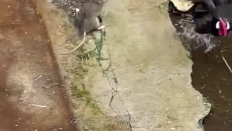 Rooster vs Rat Fight