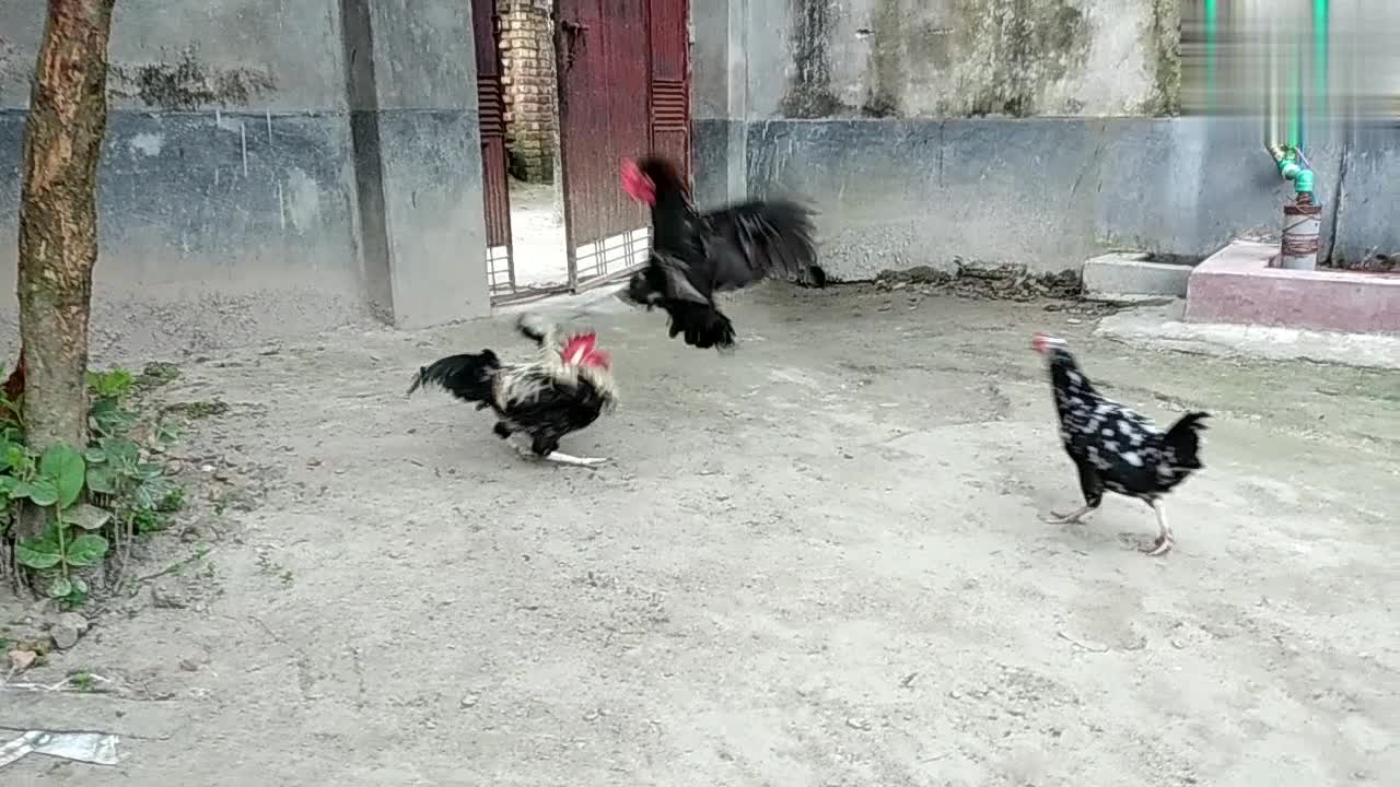 Rooster vs Rooster. Vary god fight