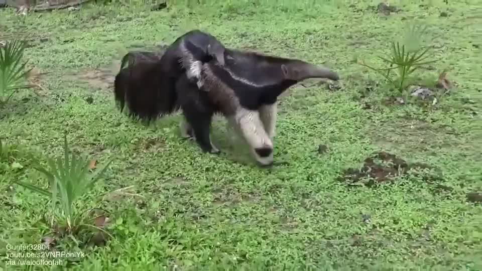 Giant anteater mother carrying her baby