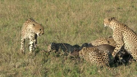 Cheetah _hunting, 🐆🐆🐆