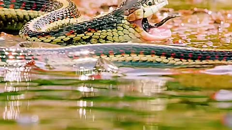 Wildlife with a natural perspective & Funs