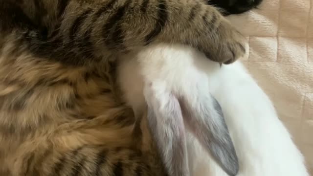 Pets Sleeping Underneath The Bed Sheet