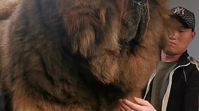 the big Tibetan Mastiff dog in the world