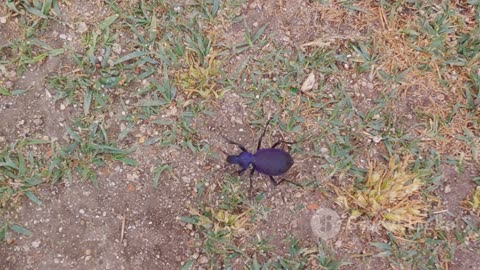 The Jungle's Microcosm: Life in the Leaf Litter