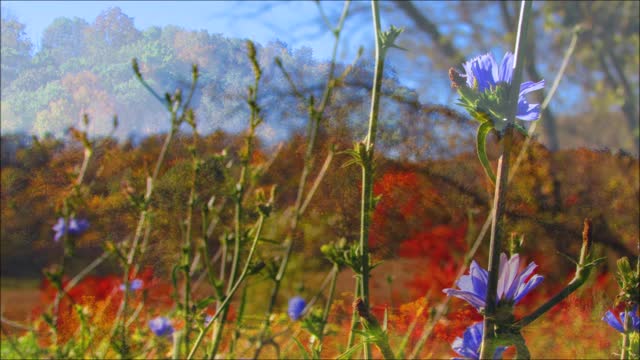 Fall in Iowa delivers stunning beauty