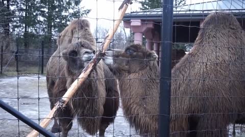 COOL CAMELS