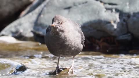 Water Ouzel Eating