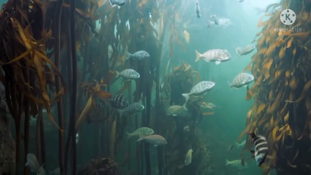 Amazing underwater life. Fish playing.