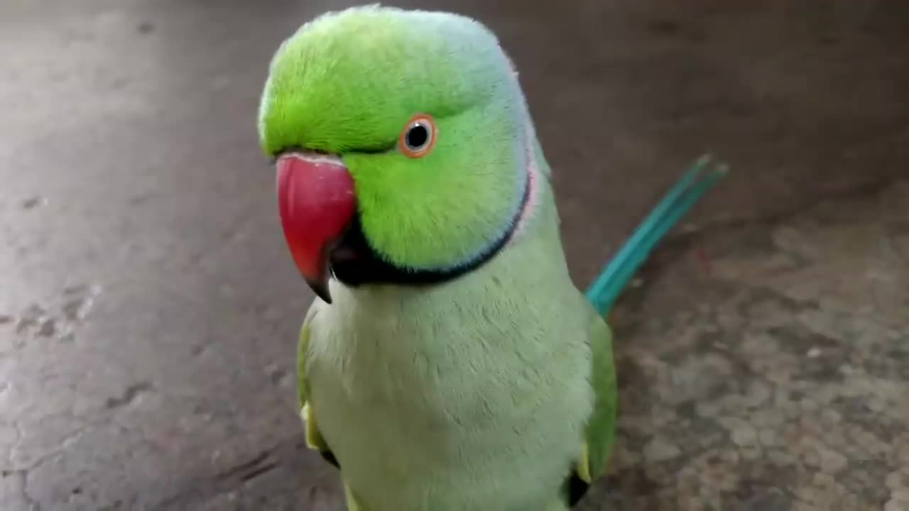 Cute Parrot Talking - Animals Video - Cute Bird Video