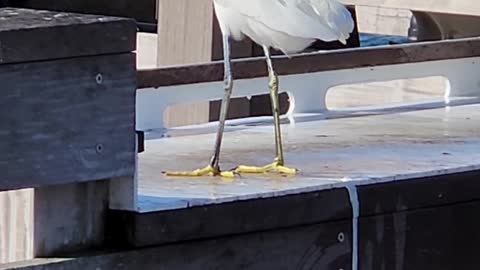 Egret eats and goes