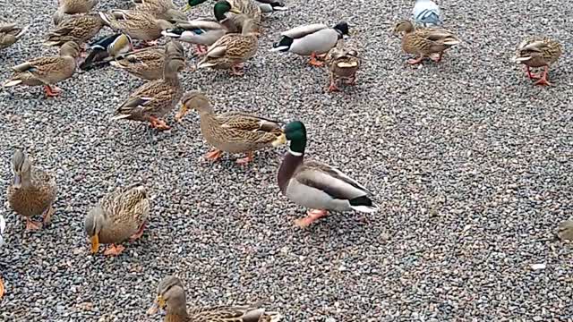 Cute Ducks at Webster Pond