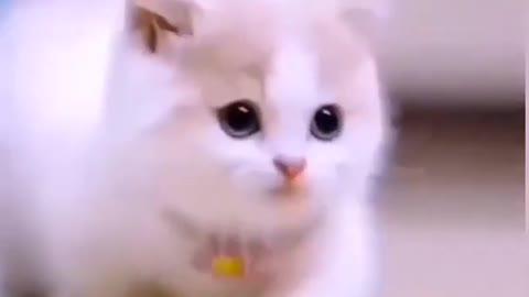 cute cat baby walk