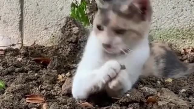Cute Funny Cat