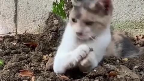 Cute Funny Cat