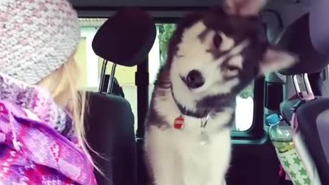 Funny Dog