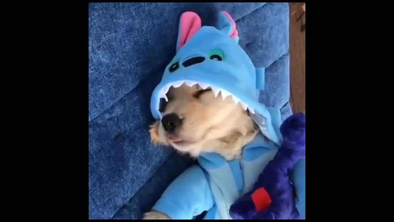 Puppy sleeping and swimming cool